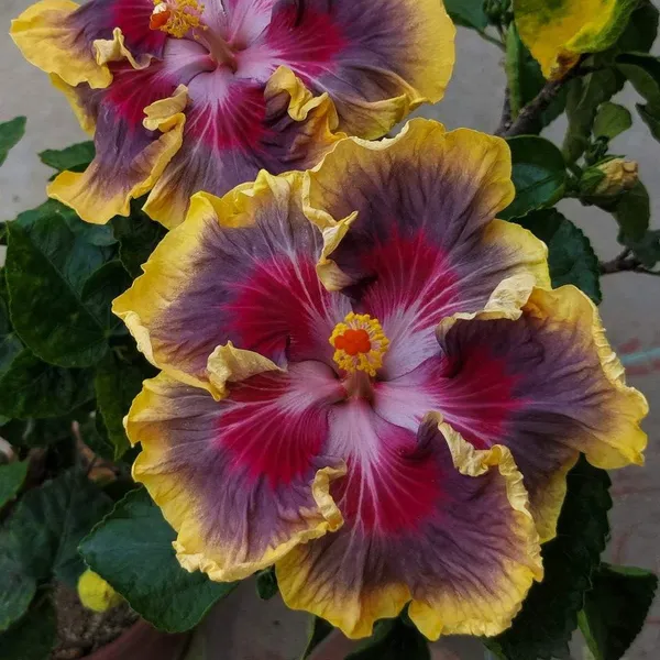 Australian_Variety_Hibiscus_Live_Plant_|_Multicolour_Yellow_Pink_Lavender_Flower_|_Greenlifelive