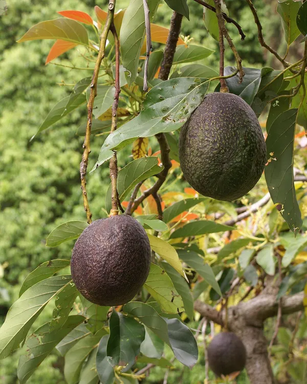 Avocado_(Grafted)_Avocado_Pear_(Persea_Americana)-_Fruit_Plants_&_Tree