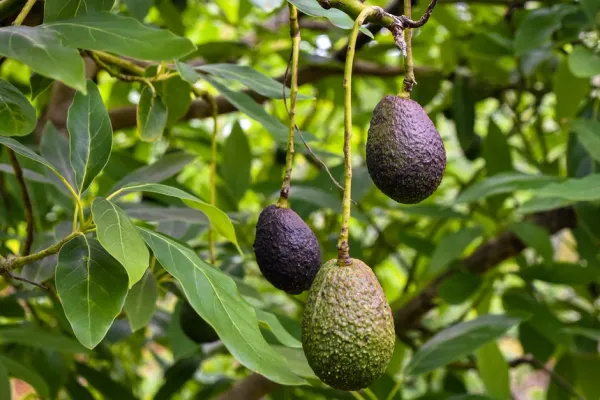 Avocado_(Grafted)_Avocado_Pear_(Persea_Americana)-_Fruit_Plants_&_Tree