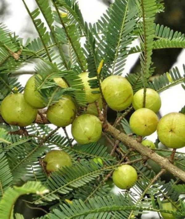 Banarasi_Amla_(Gooseberry/Phyllanthus_Emblica_Herba)_Hybrid_Fruit__Plant