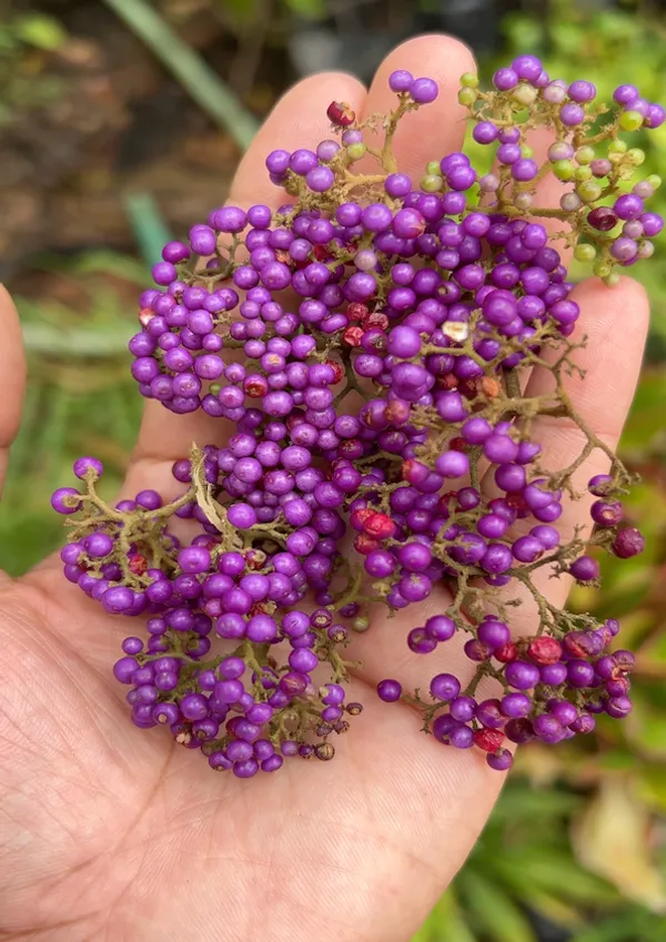 Beauty_Berry_Plant