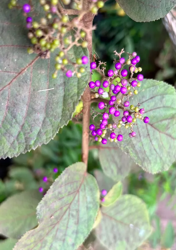 Beauty_Berry_Plant