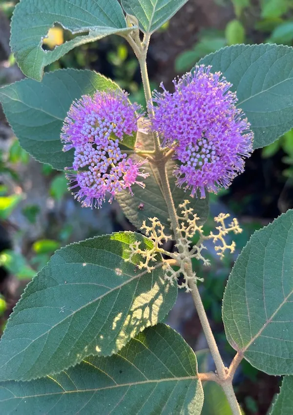 Beauty_Berry_Plant