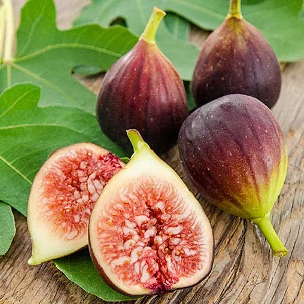 Brown_Turkey_Fig_Tree
