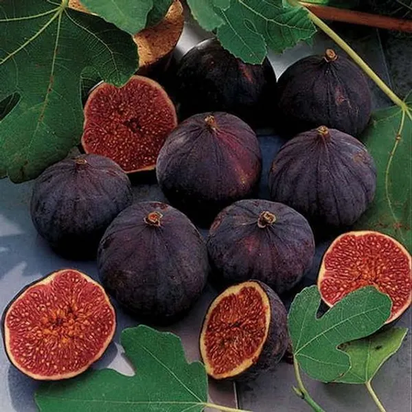 Bordeaux_Fig_Tree