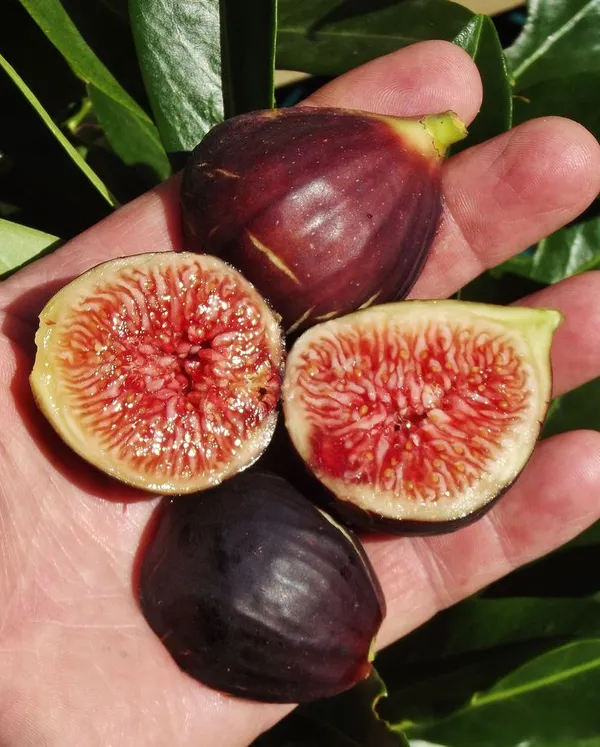 Bordeaux_Fig_Tree