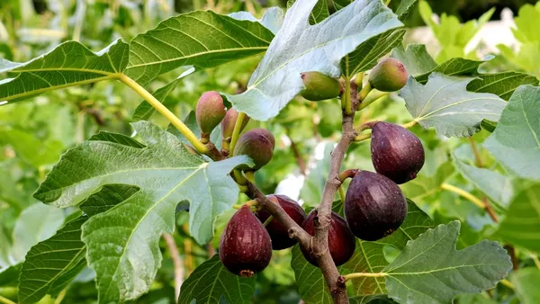 Brown_Turkey_Fig_Tree