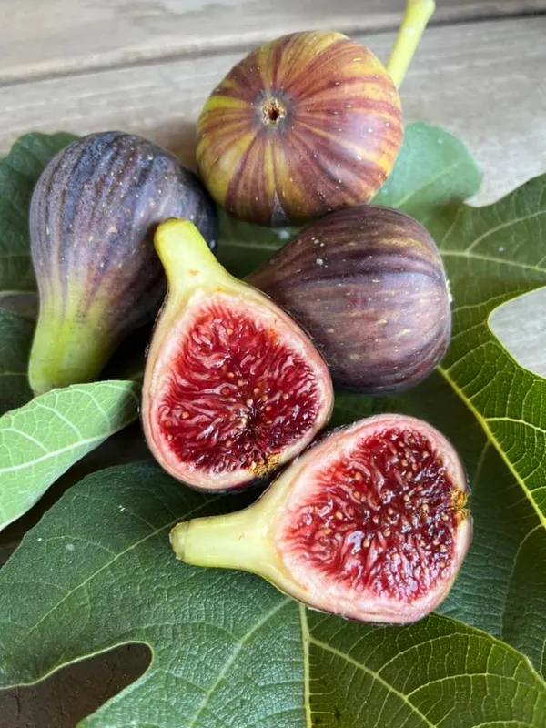 Brown_Turkey_Fig_Tree