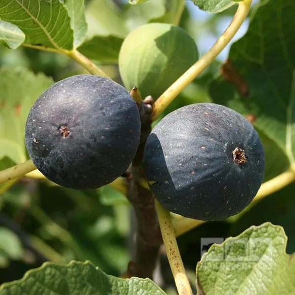 Bordeaux_Fig_Tree