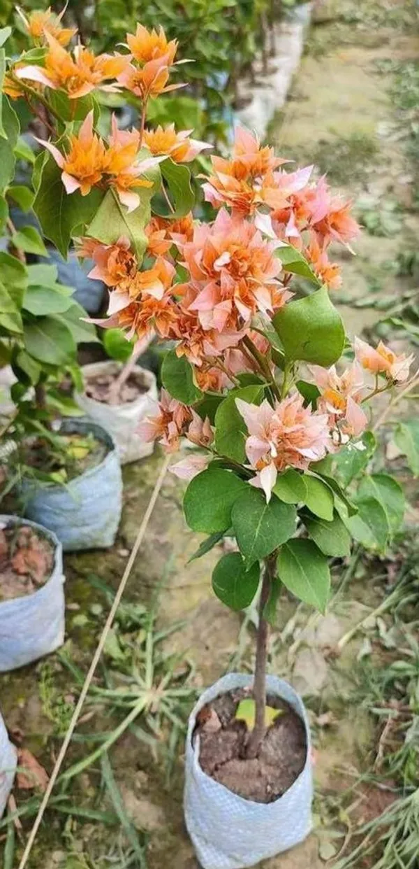 Bougainvillea_Planet_|_Pack_Of_One