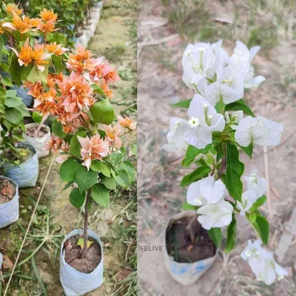 Bougainvillea_Planet_|_Pack_Of_One