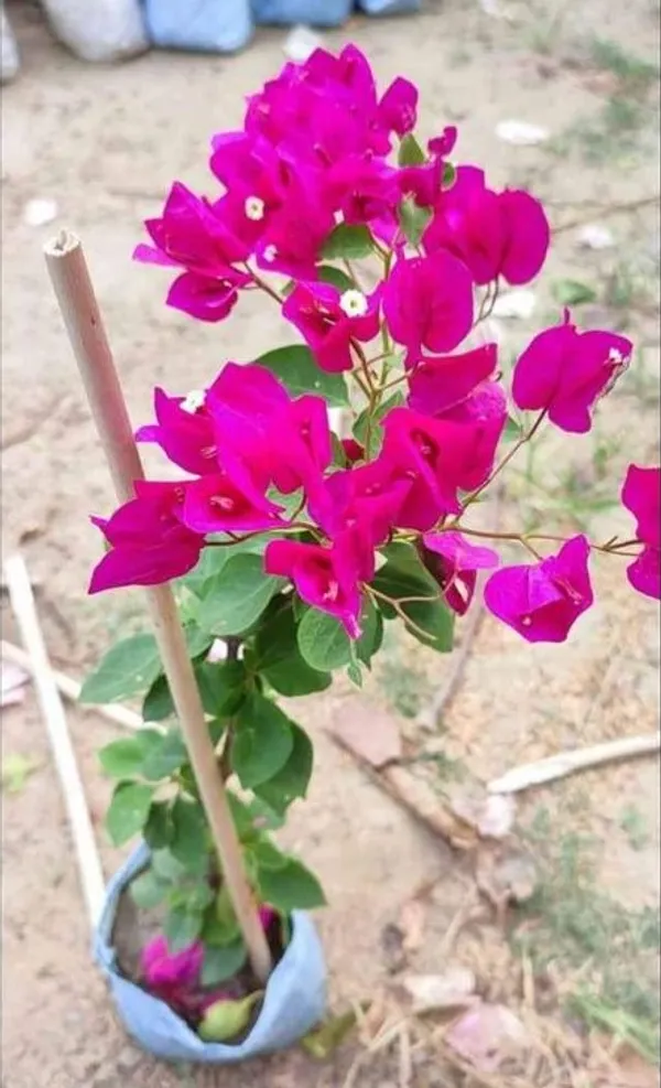 Bougainvillea_Planet_|_Pack_Of_One
