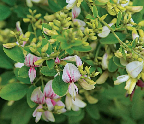 Bush_Clovers_Plant
