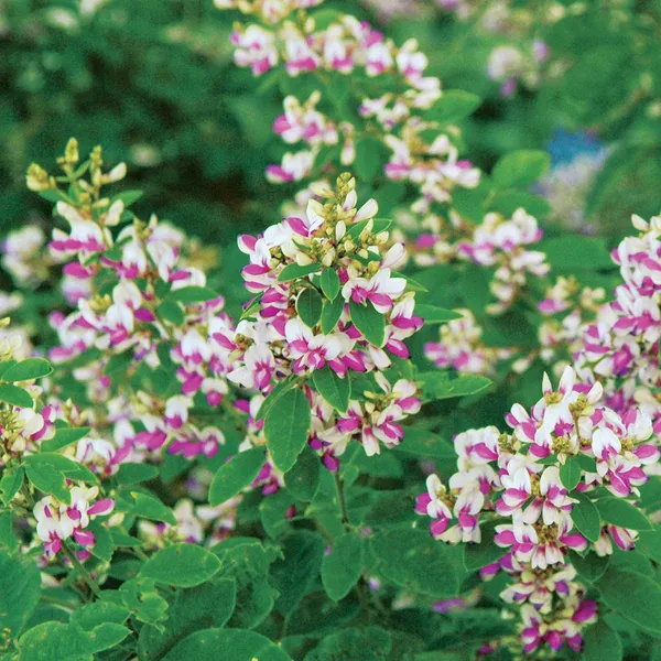 Bush_Clovers_Plant