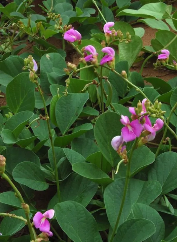 canavalia_rosea_benefits__plant