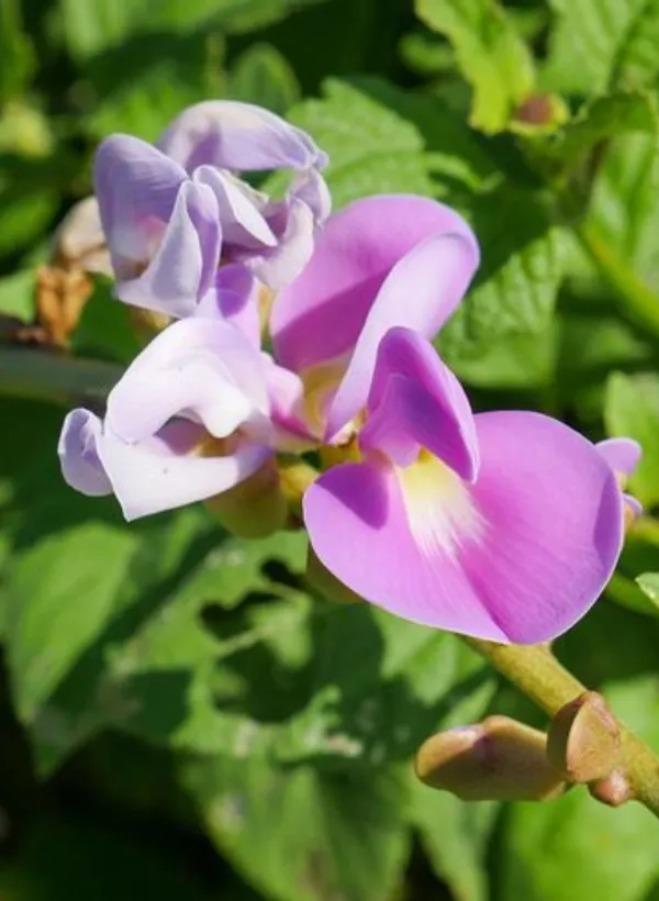 canavalia_rosea_benefits__plant