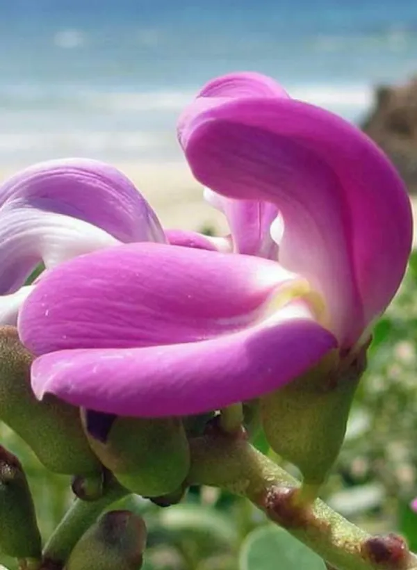 canavalia_rosea_benefits__plant