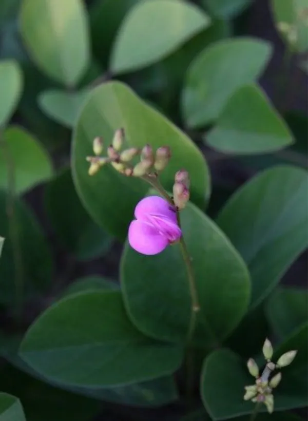 canavalia_rosea_benefits__plant