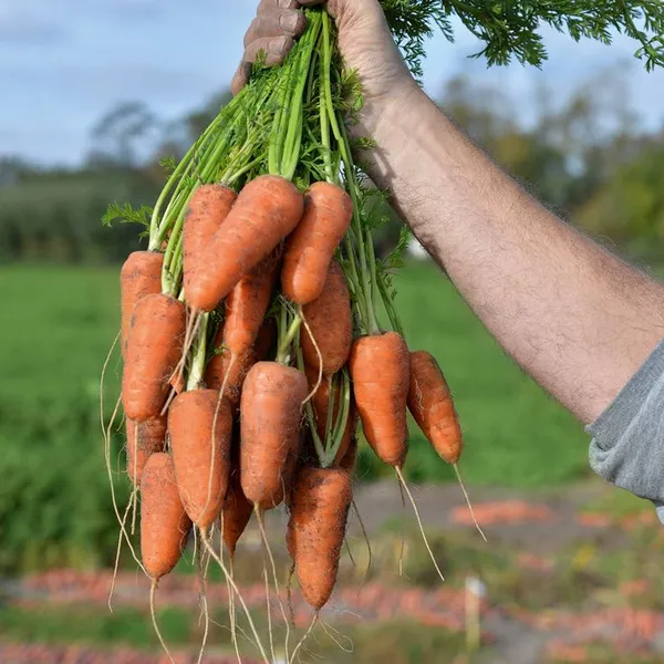 Carrot__Seeds__For_Planting__500_seeds