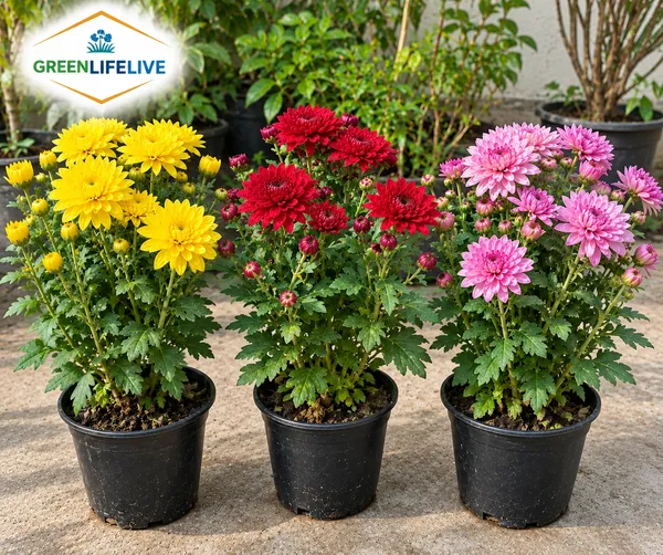 Chandra_Mallika_Flower_Plant_Combo_Pack_of_3_|_Yellow,_Red_&_Pink_Chrysanthemum_Live_Plants