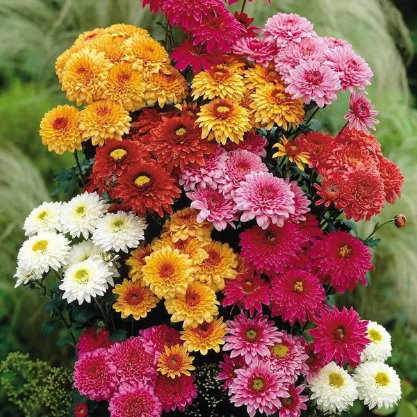 Chandra_Mallika_Flower_Plant_Combo_Pack_of_3_|_Yellow,_Red_&_Pink_Chrysanthemum_Live_Plants