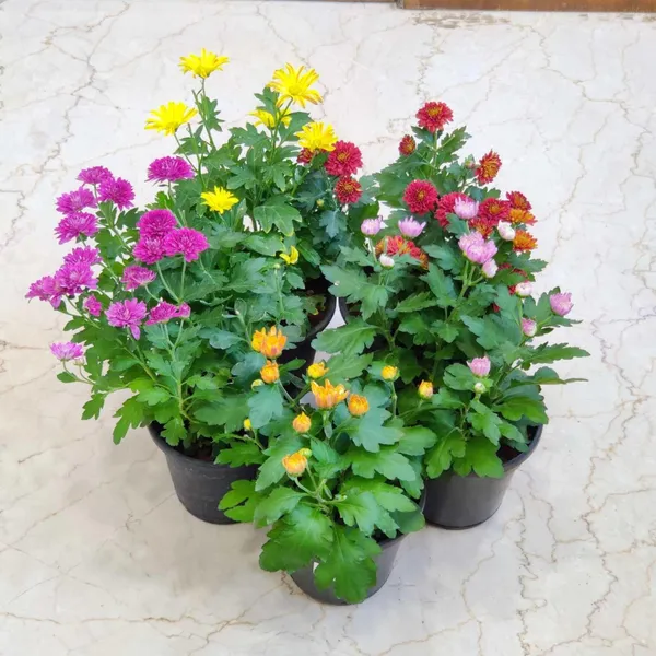 Chandra_Mallika_Flower_Plant_Combo_Pack_of_3_|_Yellow,_Red_&_Pink_Chrysanthemum_Live_Plants