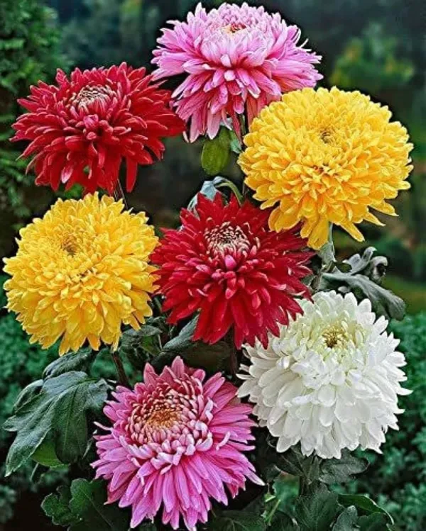 Chandra_Mallika_Flower_Plant_Combo_Pack_of_3_|_Yellow,_Red_&_Pink_Chrysanthemum_Live_Plants