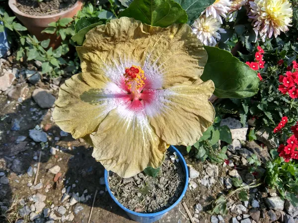 Chinese_Varitey-_Hibiscus_Flower_Plant