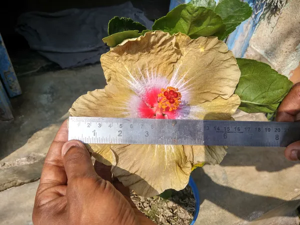 Chinese_Varitey-_Hibiscus_Flower_Plant