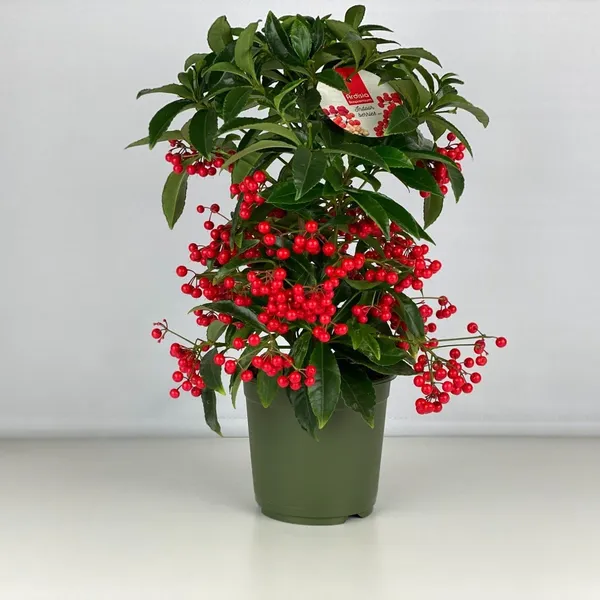 Coralberry__Plant_(Ardisia_Elliptica)_"_||_Rare_Indoor_Plant