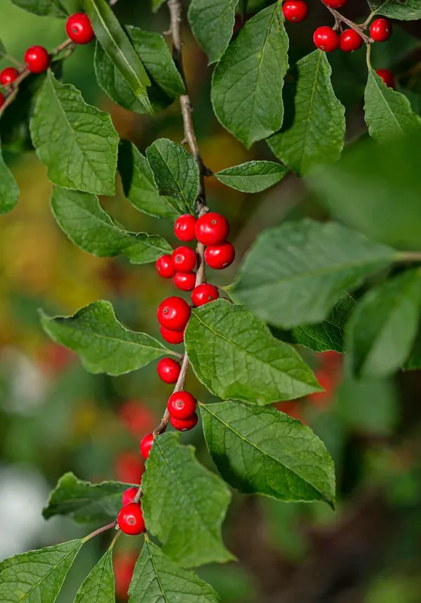 Coralberry__Plant_(Ardisia_Elliptica)_"_||_Rare_Indoor_Plant