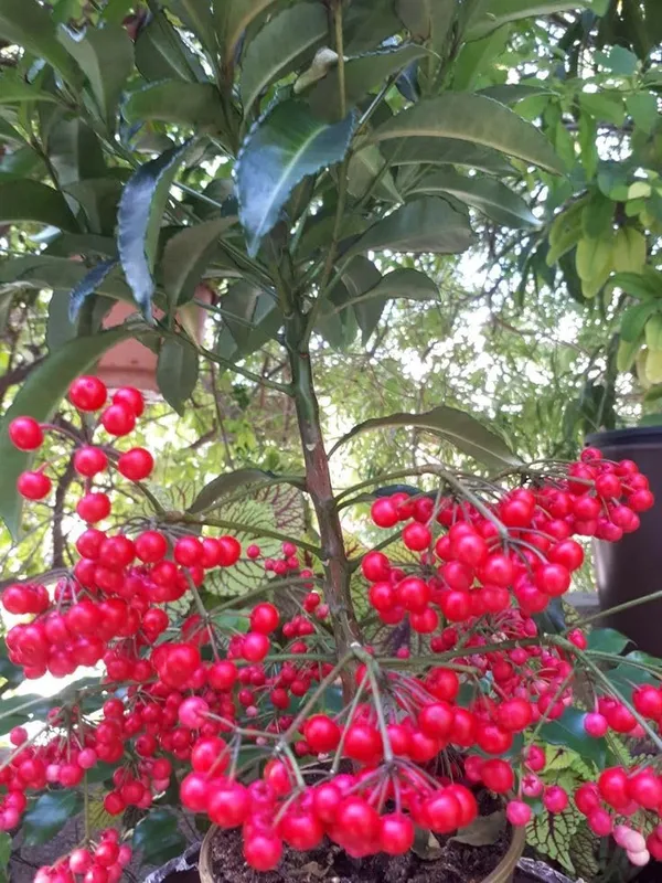 Coralberry__Plant_(Ardisia_Elliptica)_"_||_Rare_Indoor_Plant