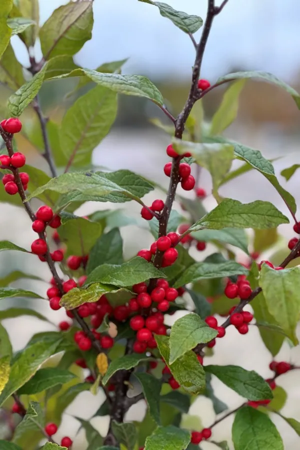 Coralberry__Plant_(Ardisia_Elliptica)_"_||_Rare_Indoor_Plant