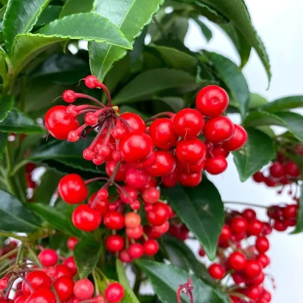 Coralberry__Plant_(Ardisia_Elliptica)_"_||_Rare_Indoor_Plant