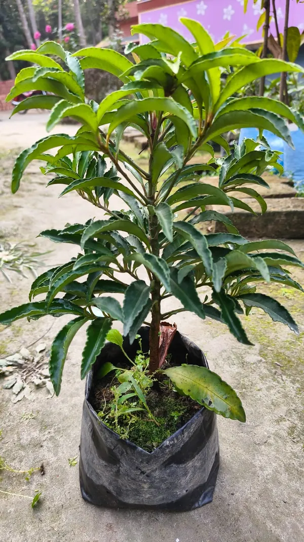 Coralberry__Plant_(Ardisia_Elliptica)_"_||_Rare_Indoor_Plant
