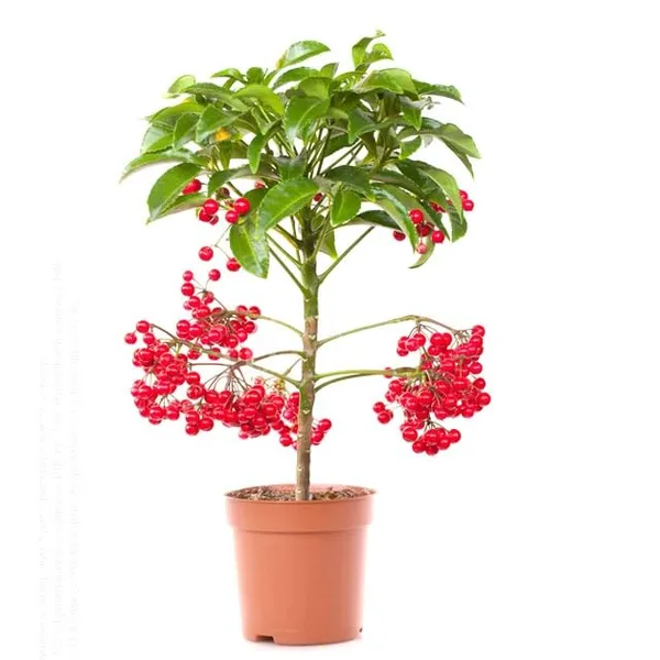 Coralberry__Plant_(Ardisia_Elliptica)_"_||_Rare_Indoor_Plant
