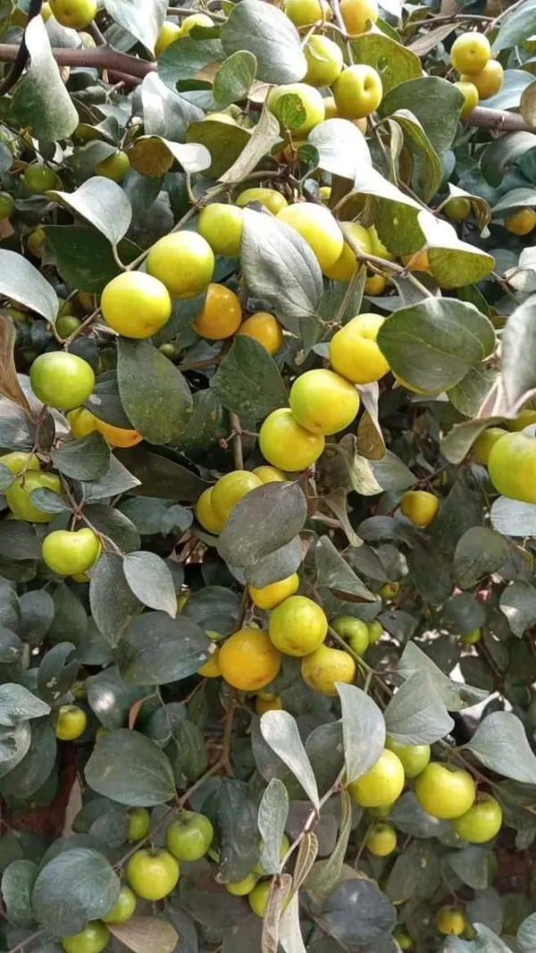 Green_Apple_Ber_Thailand_Variety|_Grafted_Plant_High_Yield_Hybrid_Bear(1_Plant)