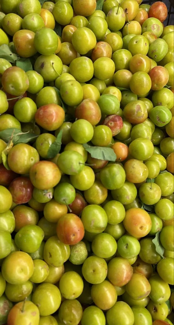 Green_Apple_Ber_Thailand_Variety|_Grafted_Plant_High_Yield_Hybrid_Bear(1_Plant)