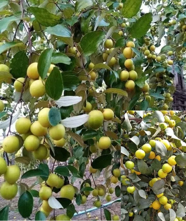 Green_Apple_Ber_Thailand_Variety|_Grafted_Plant_High_Yield_Hybrid_Bear(1_Plant)