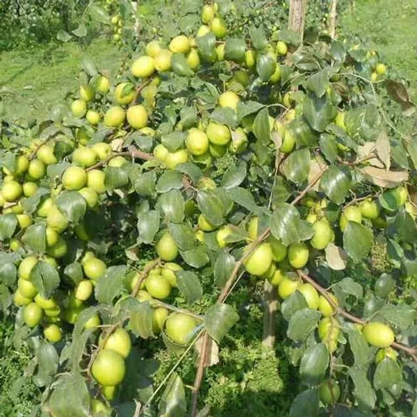 Green_Apple_Ber_Thailand_Variety|_Grafted_Plant_High_Yield_Hybrid_Bear(1_Plant)