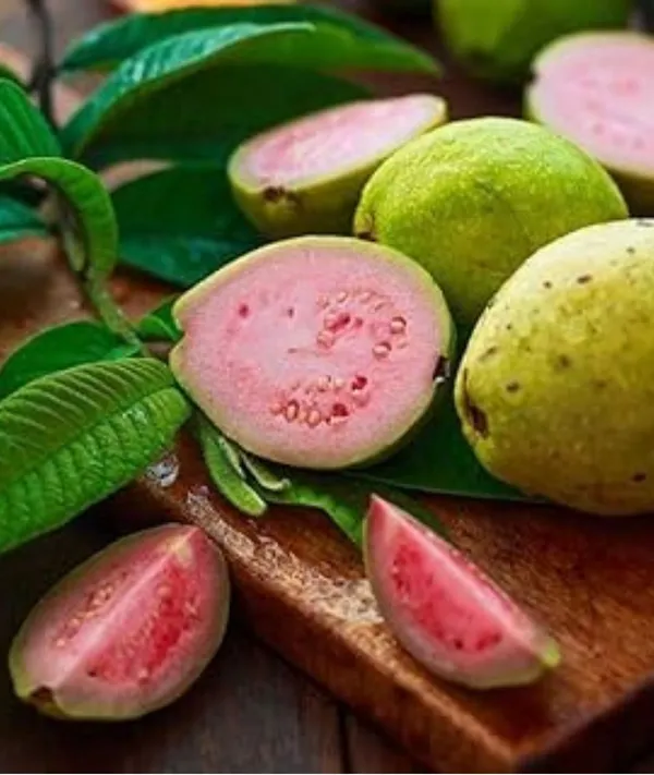 Amrood_Pink_Flesh_Lalit_Lalitha_Guava_Variety_Fruit_(Grafted/Air_Layering)__Plant_&_Tree(1.5-3_Feet_Size)