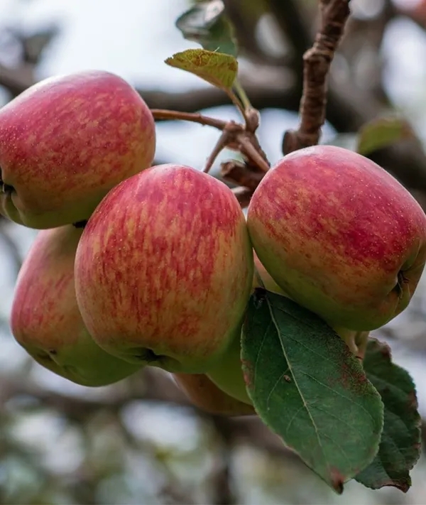 Anna_Apple_Grafted_Hybrid_Fruit__Plant_For_Home_Gardening_Indoor_Outdoor_Apple_Fruit__Plants