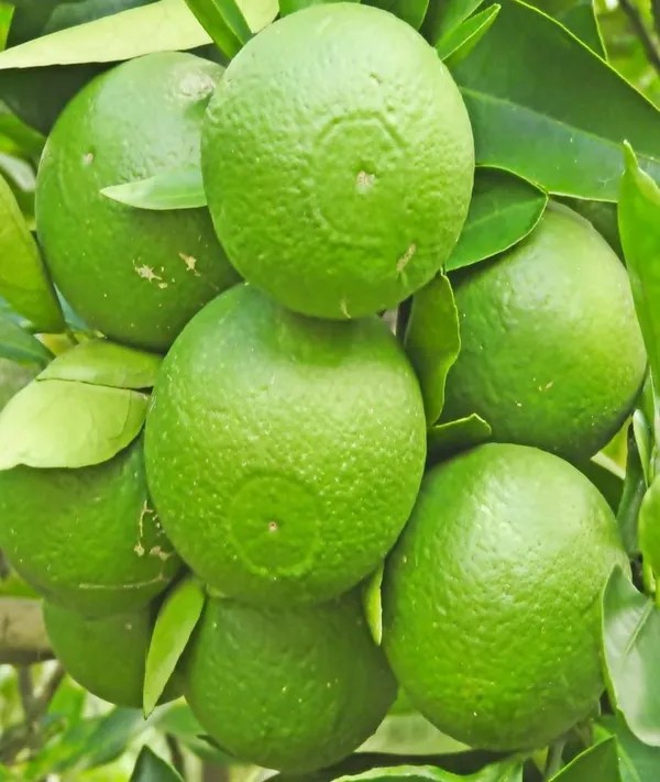 Thai_Mosambi_Malta_Bari_1_Sweet_Lemon_Grafted_Fruit_Tree__Plant
