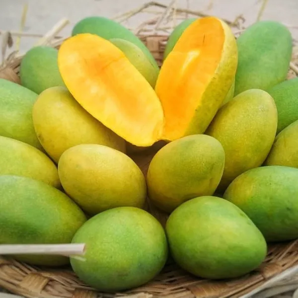 Dasheri_Mango_plant