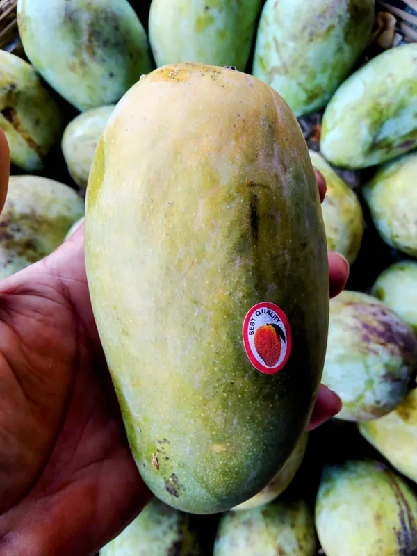 Dasheri_Mango_plant