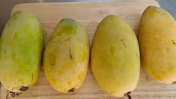 Dasheri_Mango_plant