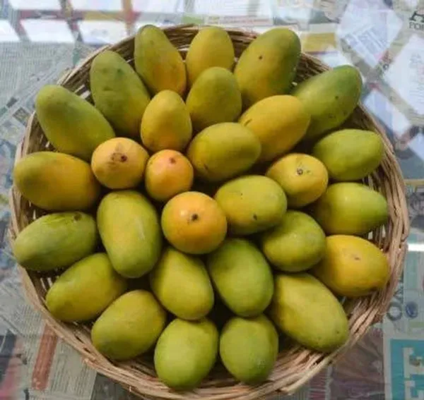 Dasheri_Mango_plant