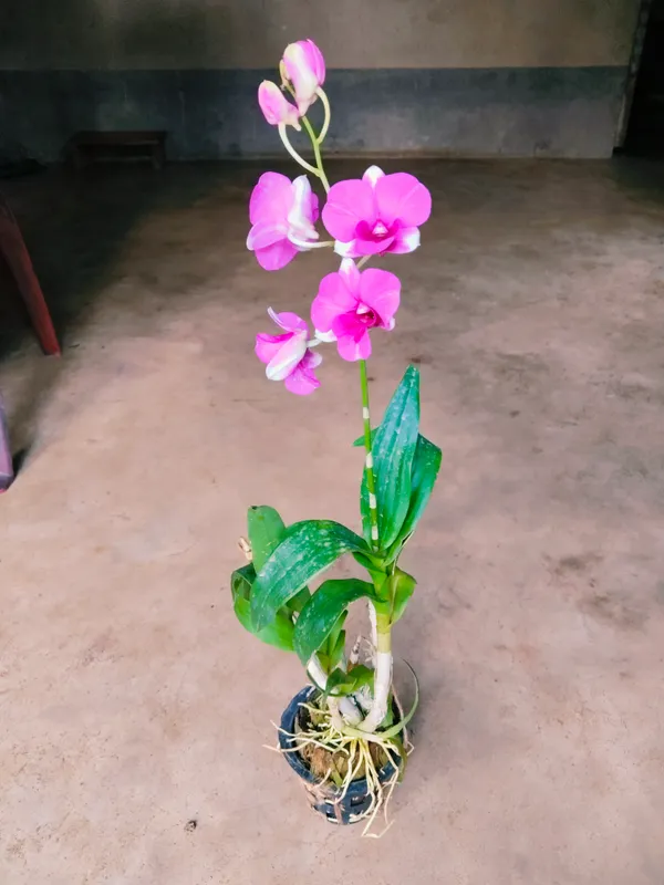 Dendrobium_Orchid_Seedling_Plants_"_Purple_Splash_"_1_Helathy__Plant