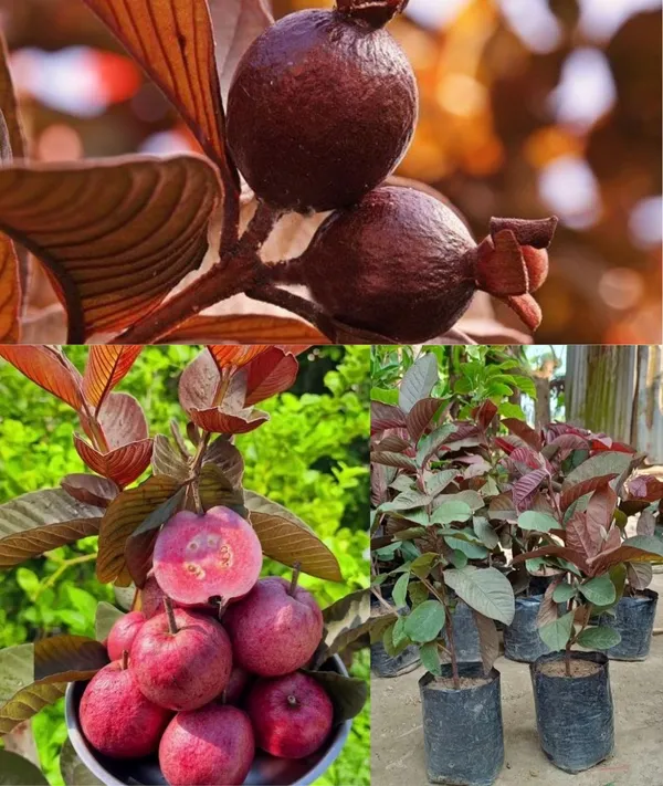 Thai_Red_Guava_Plant_"_One_Healthy__Grafted_Red_Guava_Plant_"_-_Red_skin_Red_Flesh_Thai_Red_Guava_Plant,_Height_2_Feet_After_Fruiting_1_years