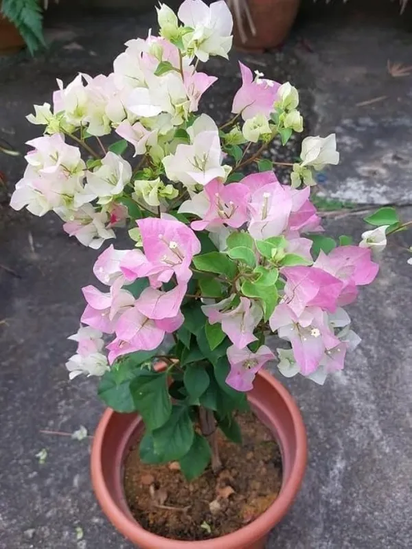Double_Color_(White_&_Pink)_Bougainvillea_Flower__Plant_|_Special_Variety_''Ering''_Hybrid_Paper_Flower_Plant